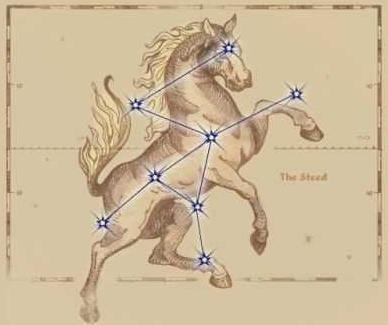 The Steed - 